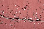 Vliegende mieren door naden en kieren